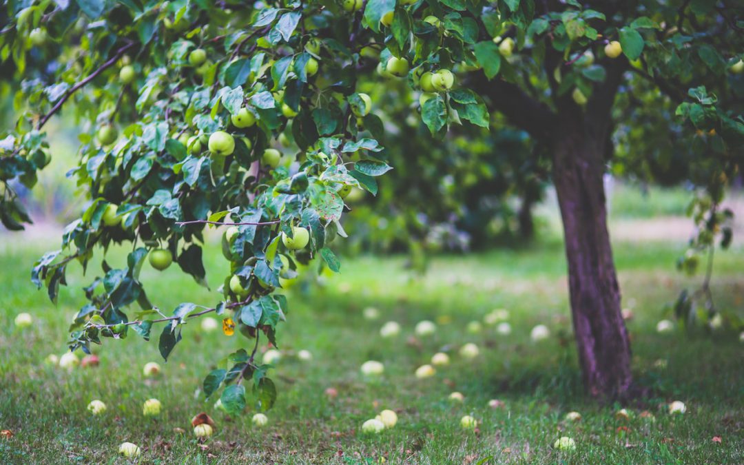 Waar moet je op letten bij een fruitboom in je tuin?