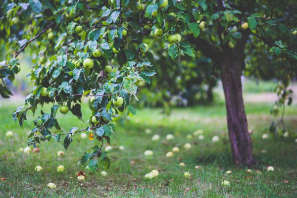 Waar moet je op letten bij een fruitboom in je tuin?